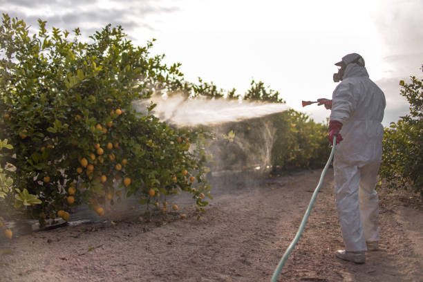 Best Spider Control Near Me  in Bunker Hill, OR