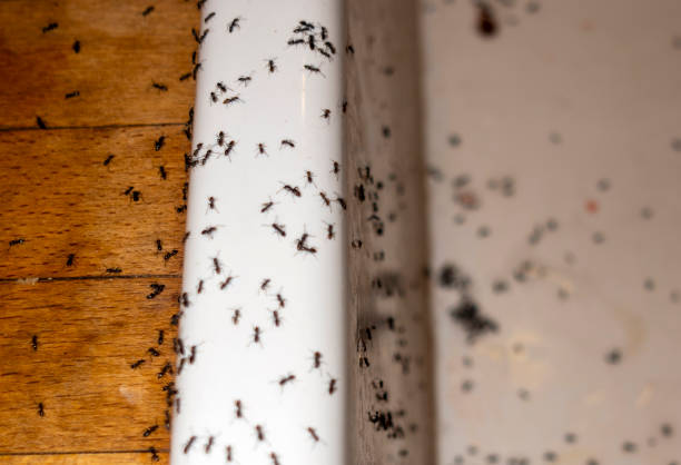 Best Bed Bug Extermination  in Bunker Hill, OR